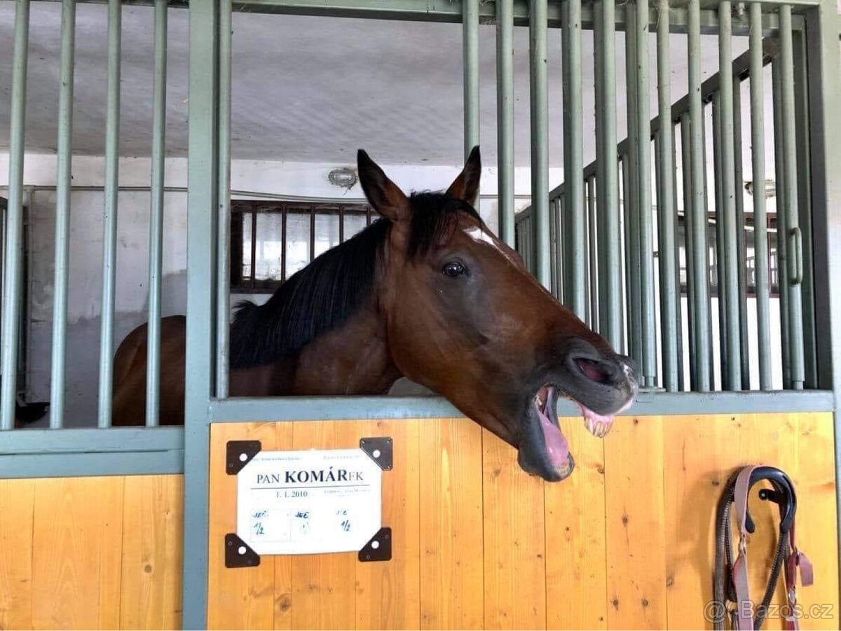Boxové ustájení Kočvary - 2