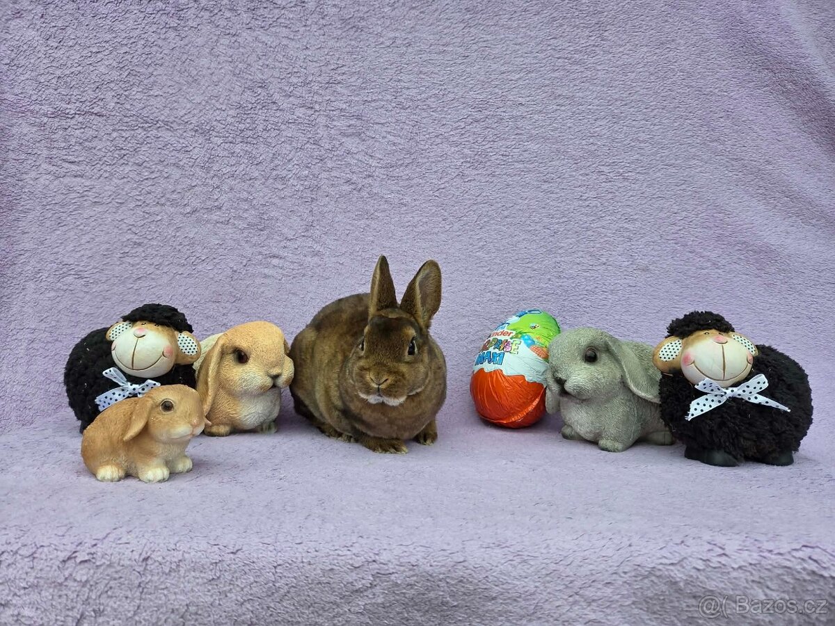 Sametová samička - 2