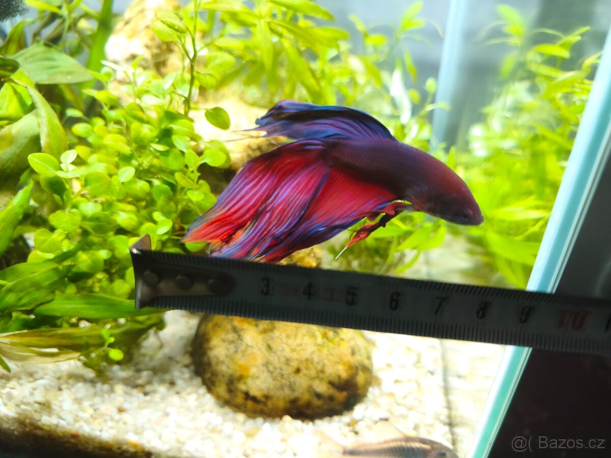 Betta bojovnice - 2