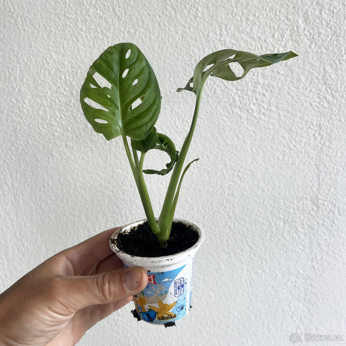 Monstera adansonii varianta Round Form - 2