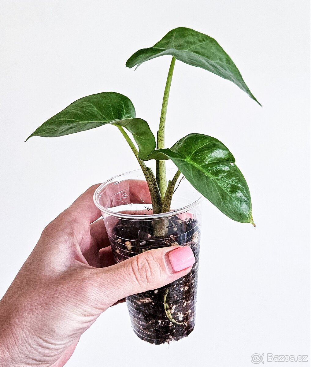 Alocasia gageana - 2