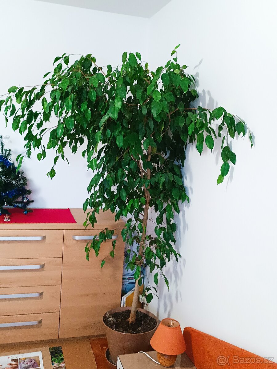 Ficus benjamin - 2