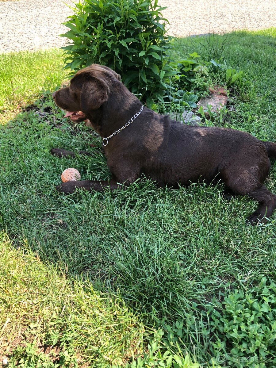 Labradorský retriever - 2
