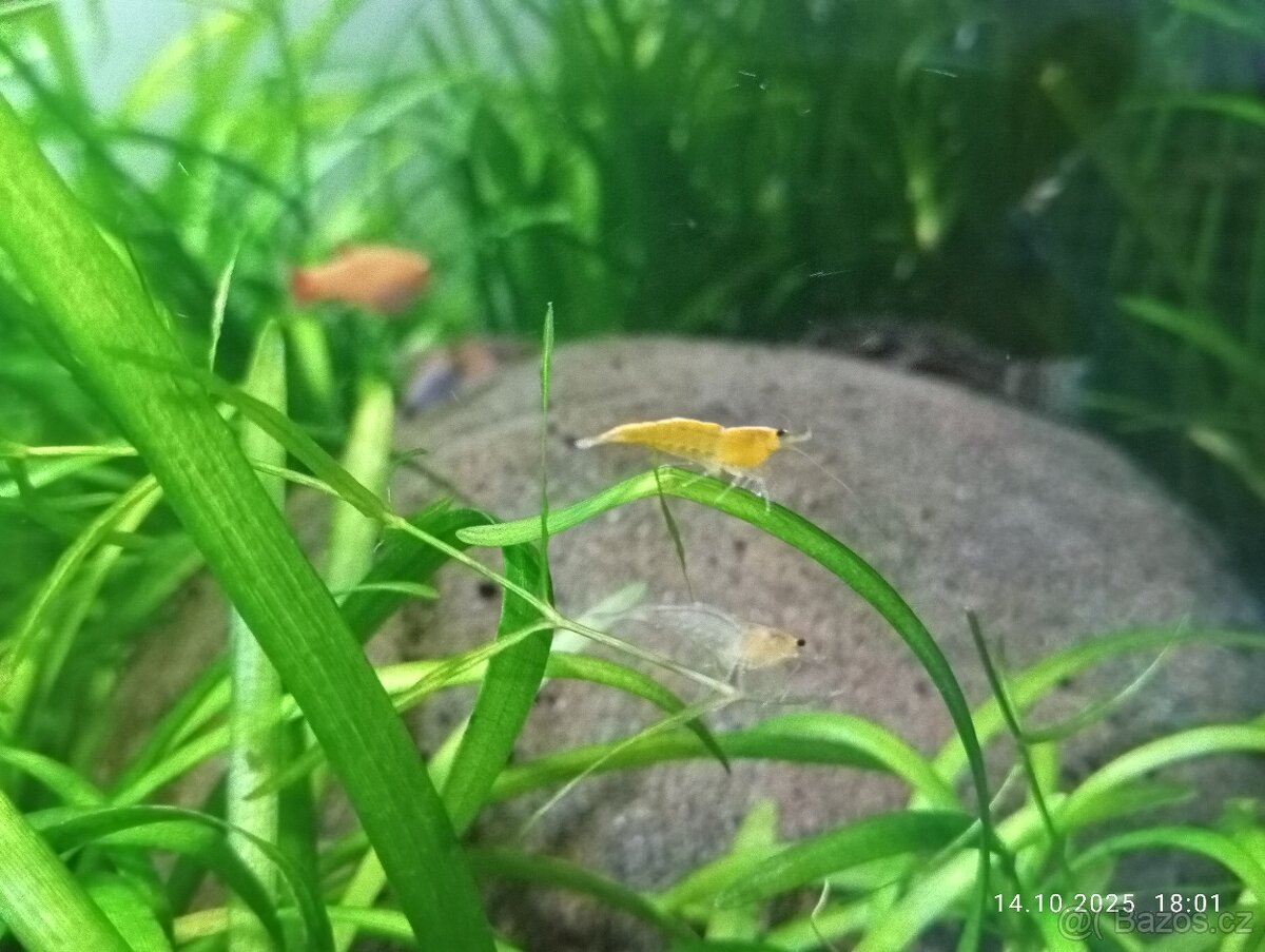 Prodám akvárium 160 l - 2