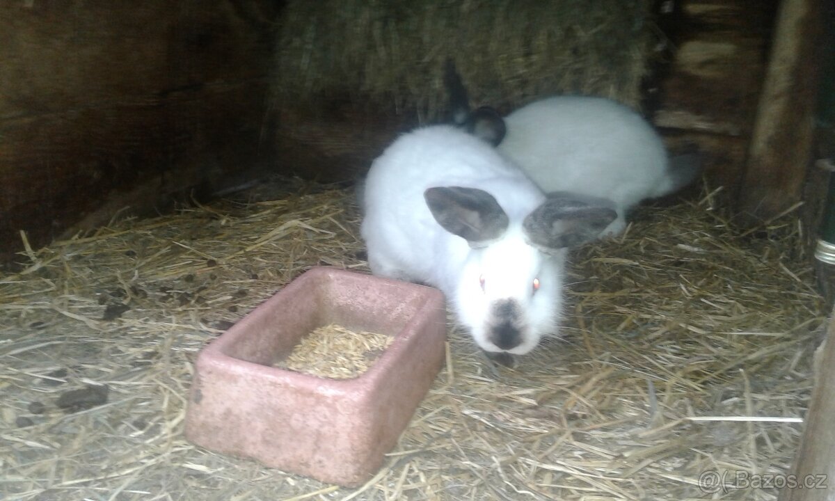 Kalifornský králík - 2