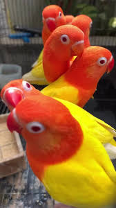 KOUPÍM Agapornis fischerův lutino, lutino opalín - 2