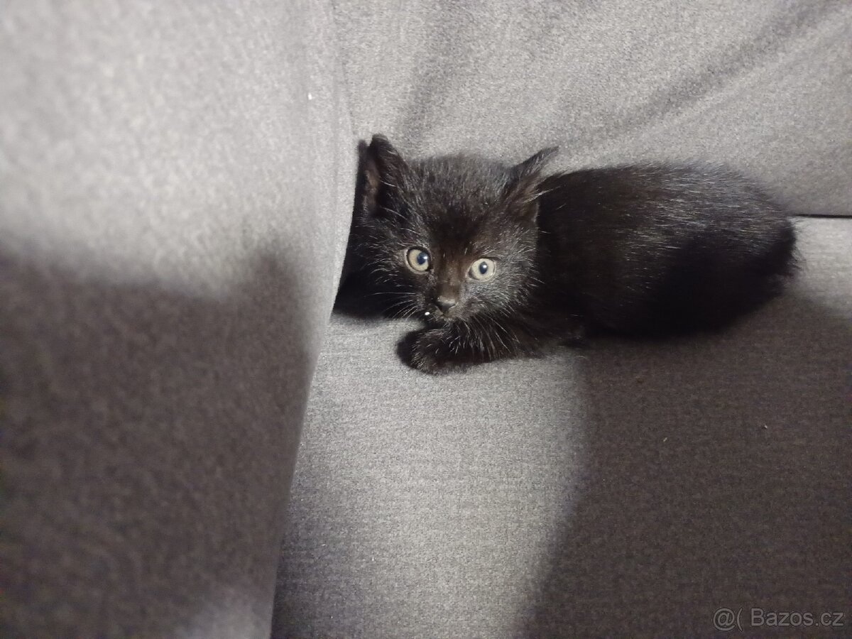 Černá koťátka - 2