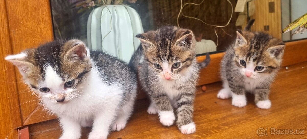 Daruji koťata - 2