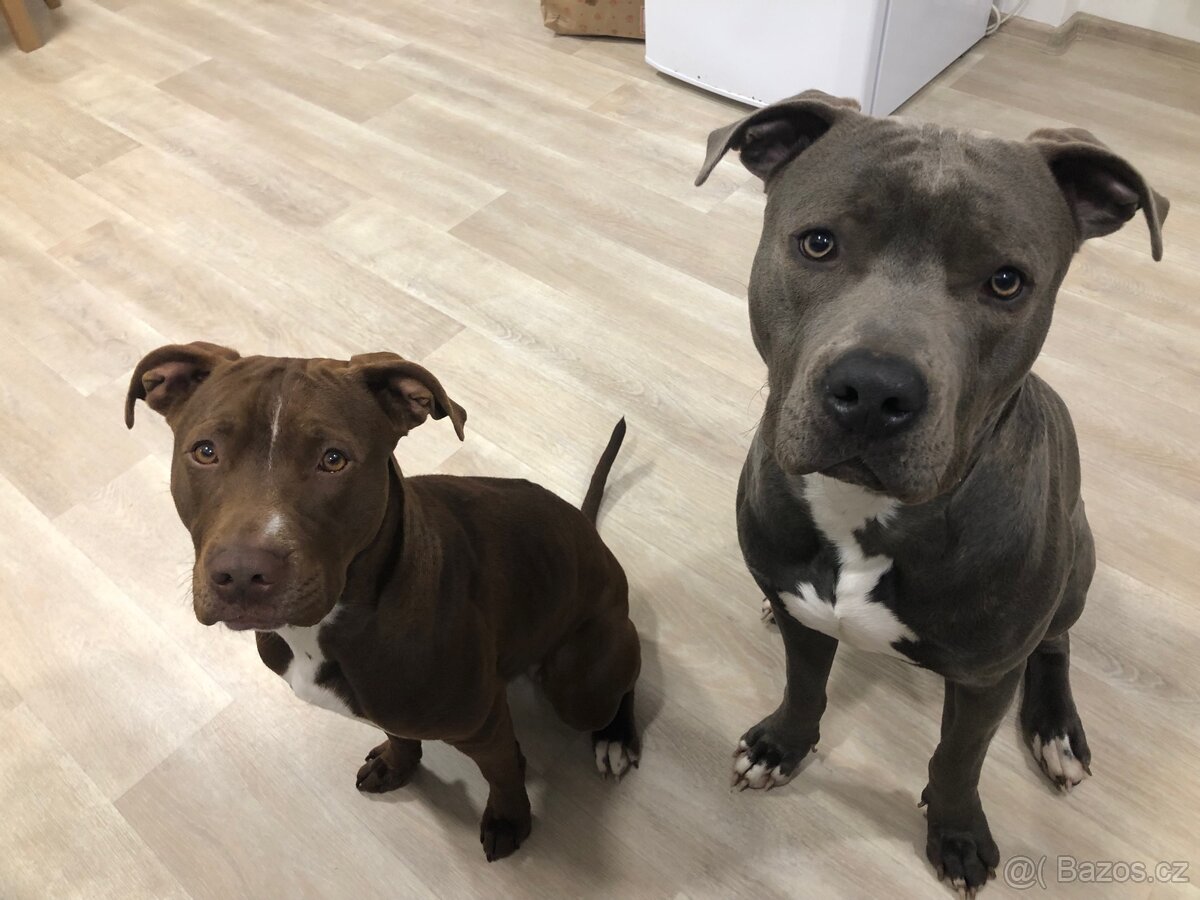 Krytí Americký stafordširský teriér - 2