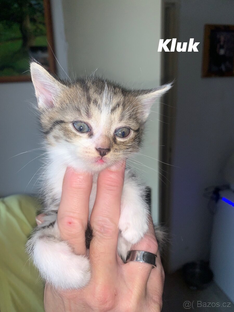 Koťátka hledají milující domov - 2