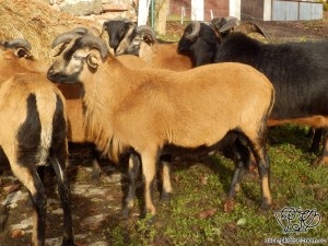 Kamerunští plemenní beránci. - 2