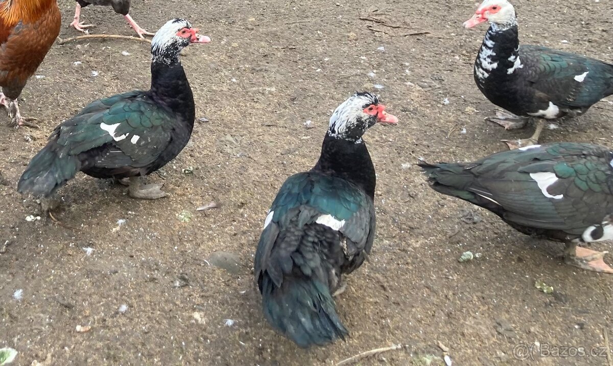 Prodám kachny pižmové - 2