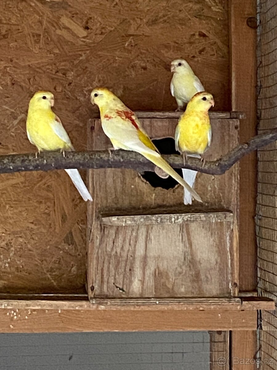 Papoušek zpěvavý - 2