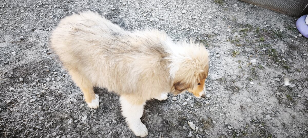 Kolie dlouhosrstá - 2