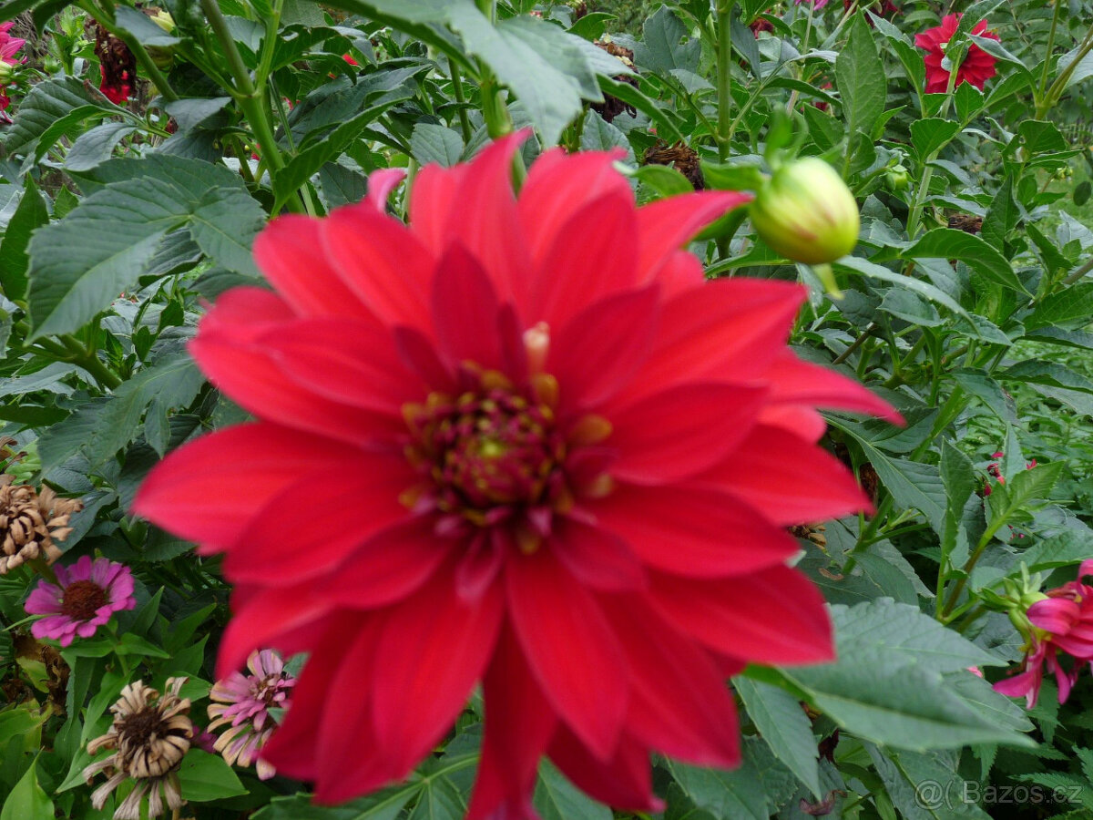 jiřiny červené - viz text a foto - 2