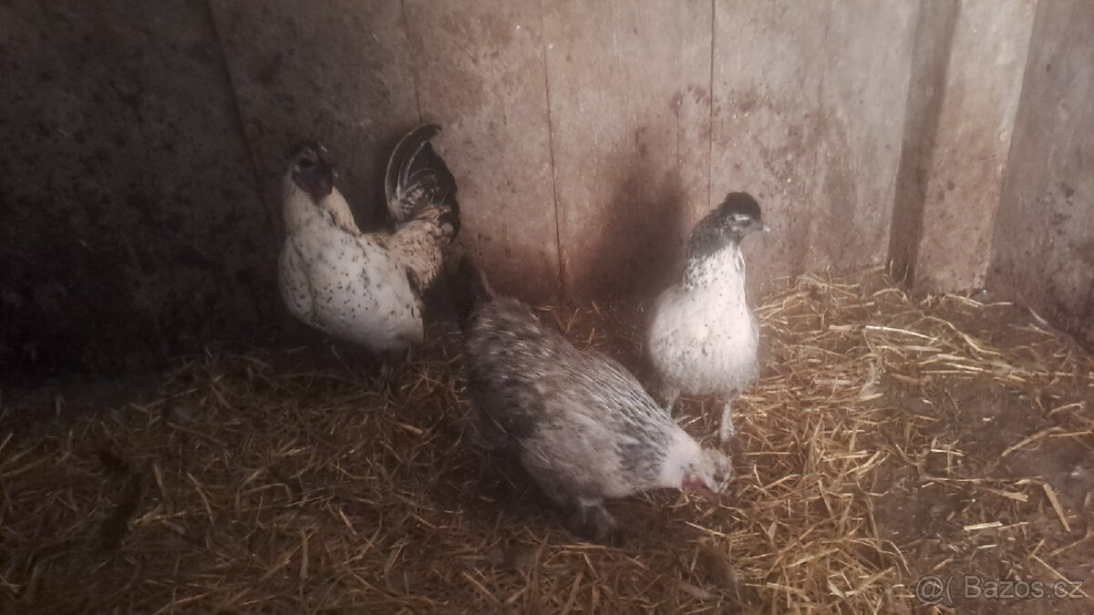 Nasadova vajíčka - 2