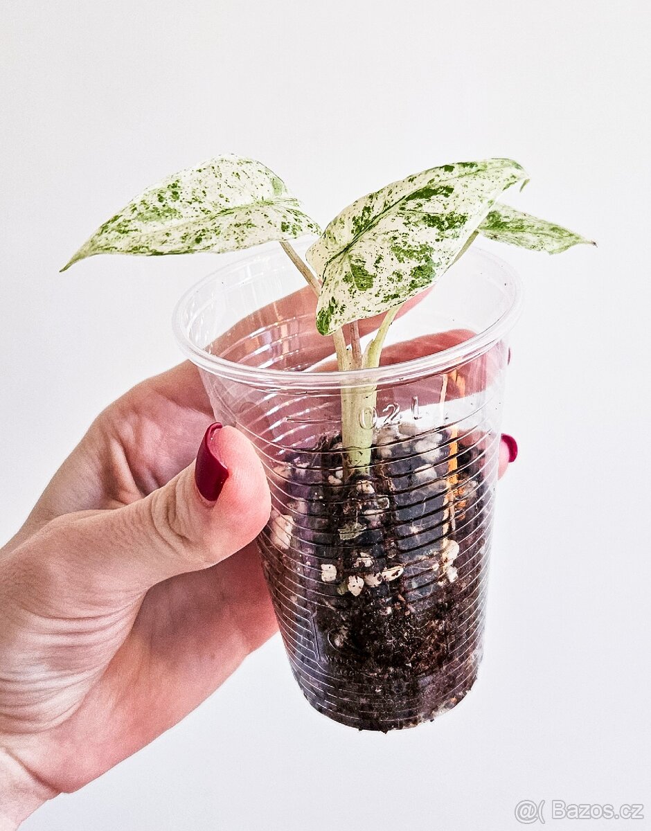 Alocasia odora batik variegated - 2