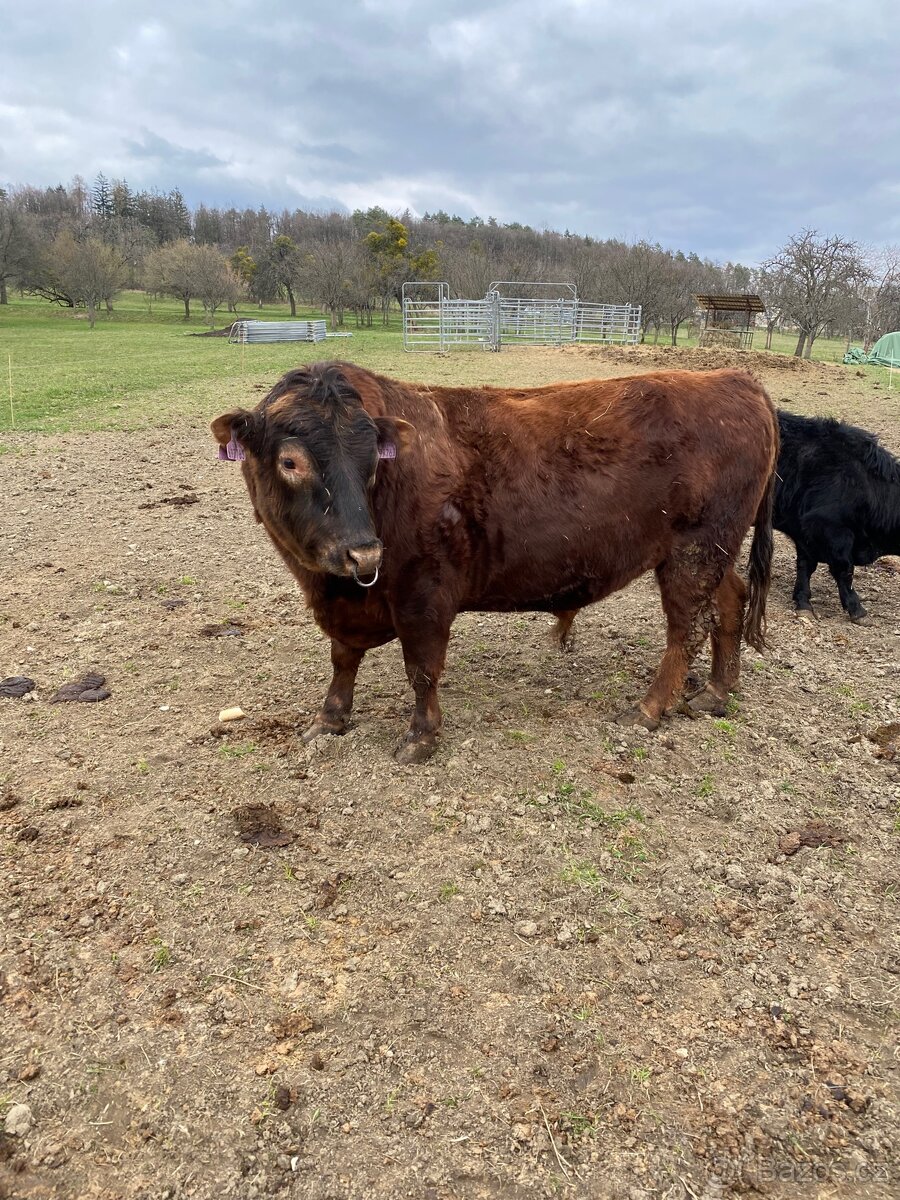 Plemenný býk Dexter - 2