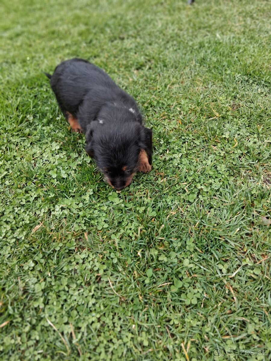 Jezevčík drsnosrsty - 2