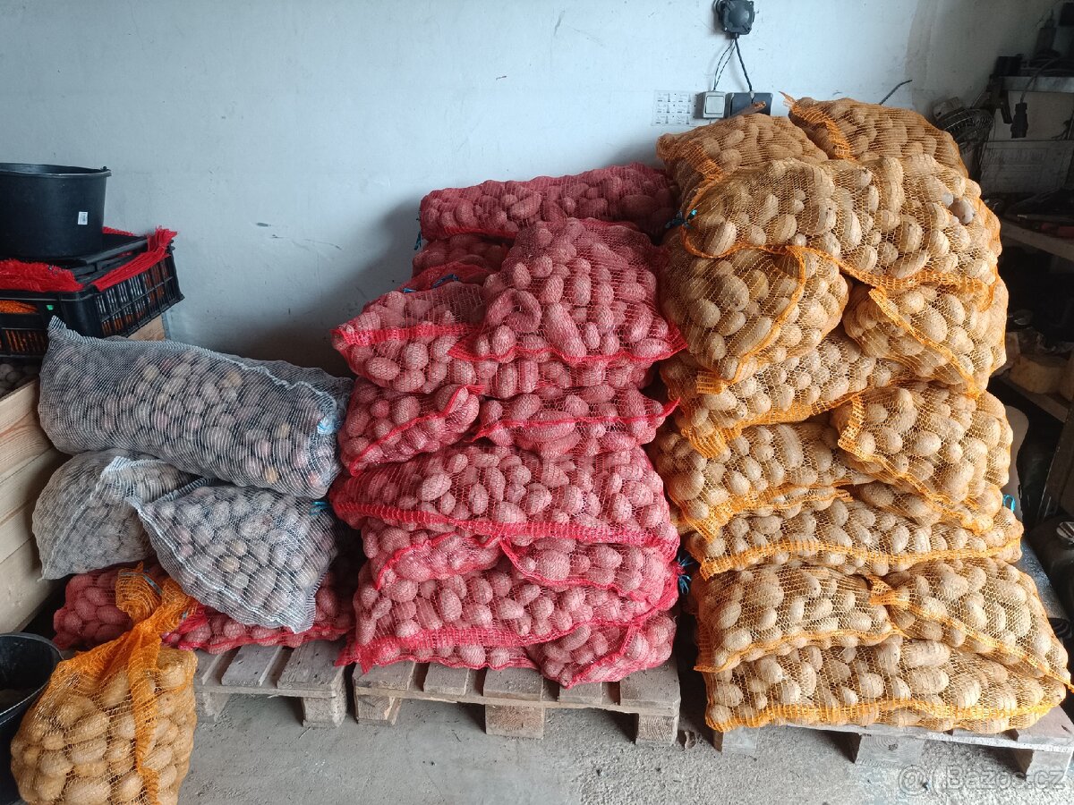 Brambory a česnek na uskladnění - 2