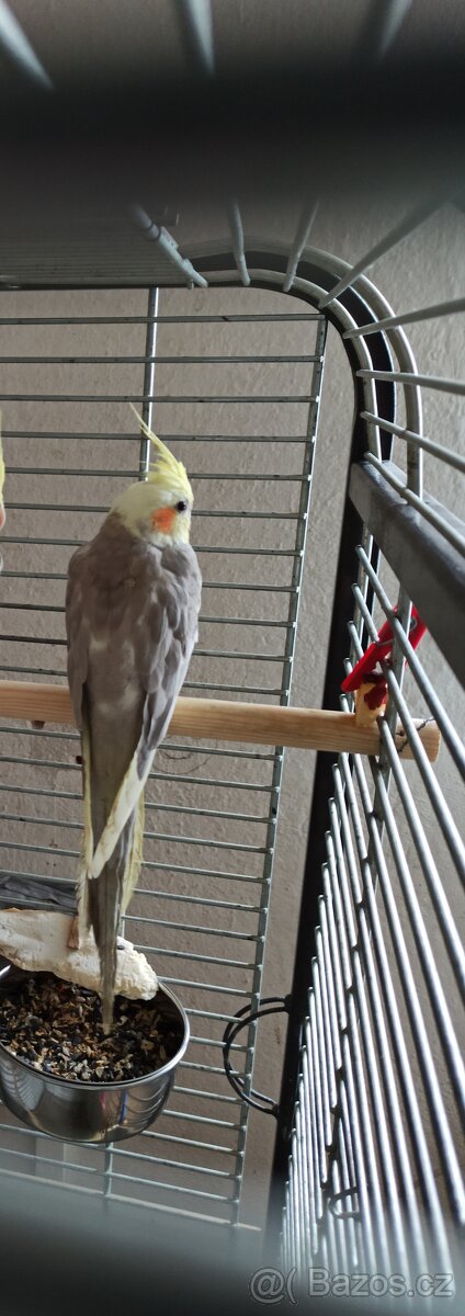 Korela letošní - 2