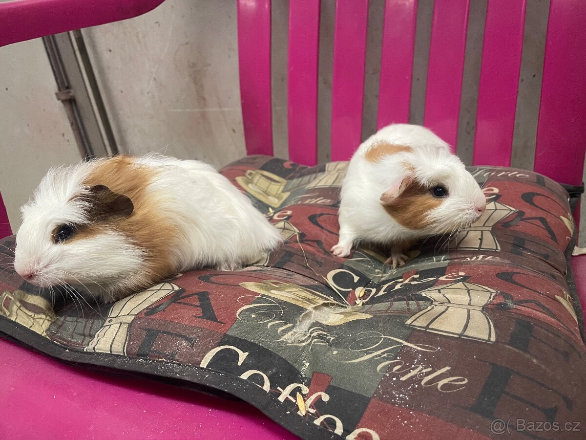 Mláďata morčat - 2