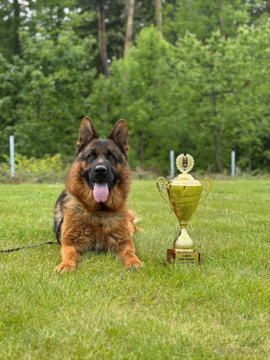 Německý ovčák - pejsek s PP - 2