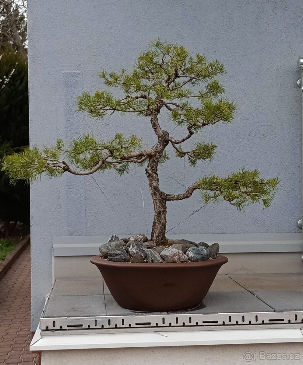 Borovice lesní (Pinus sylvestris) bonsai - 2