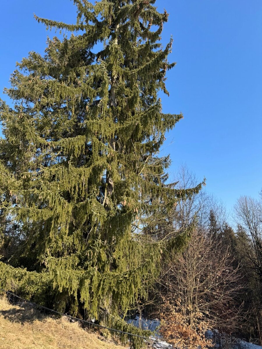 Prodám lesní pozemky v k.ú. Zborov na Moravě - 2