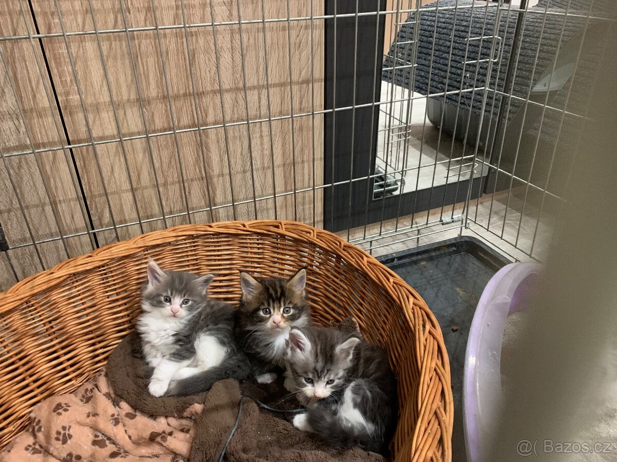 Koťátka Mainské Mývalí - 2