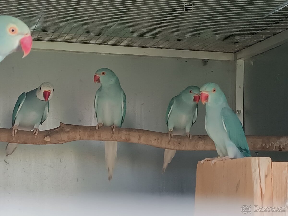 Prodám letošní - 2