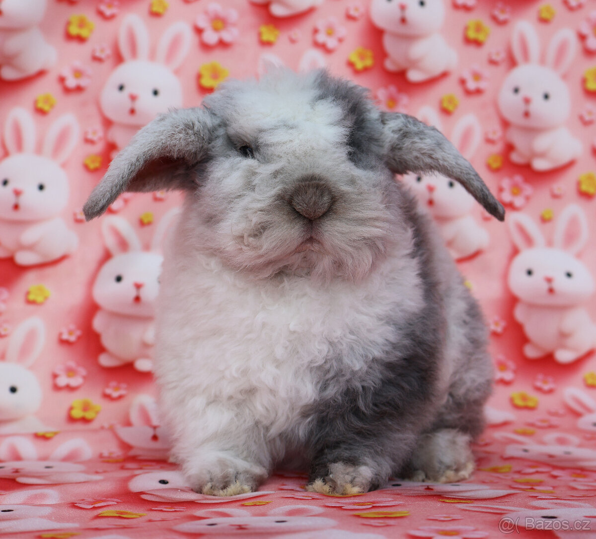 Zakrslý králíček rex beránek LT sameček - 2