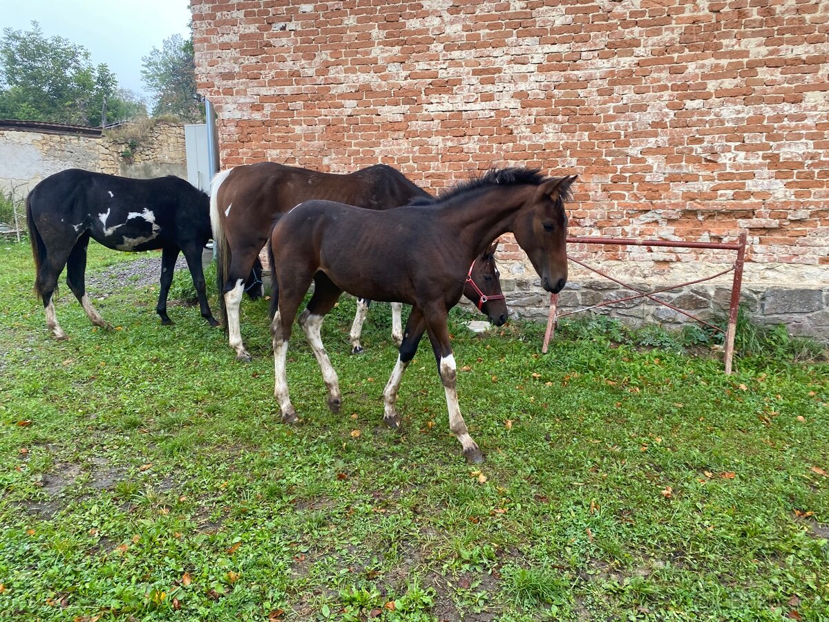 Nabízím klisnu Barock Pinto - 2