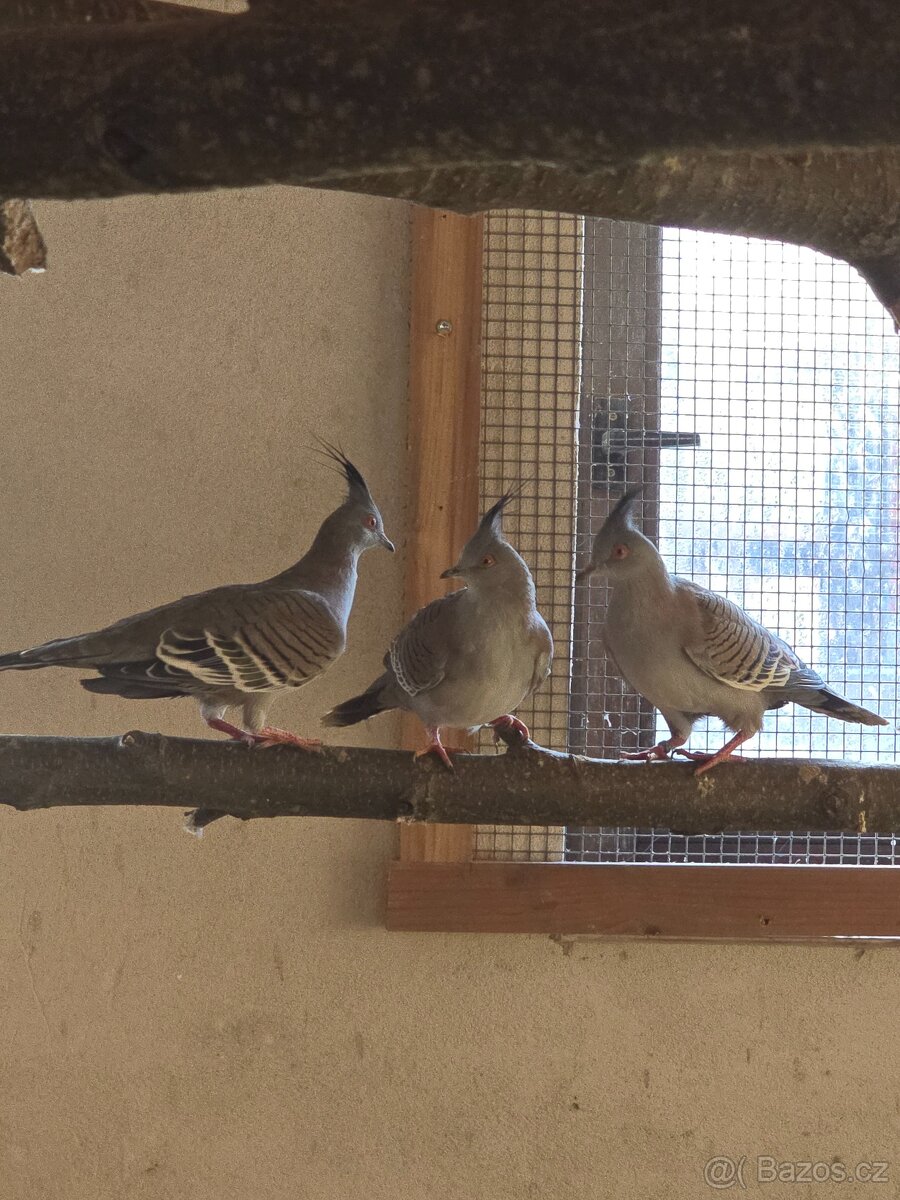 holub bronzovokřídlý, chocholatý - 2