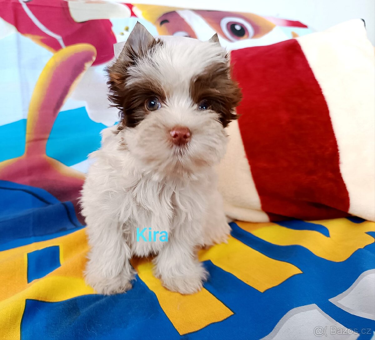 Jorkšírský teriér - 2