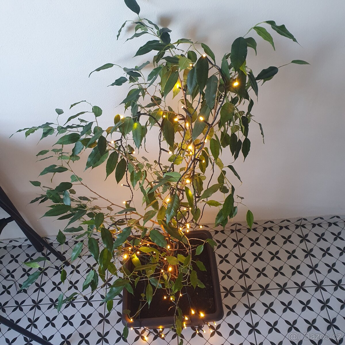 Fíkus Benjamin 120 cm - 2