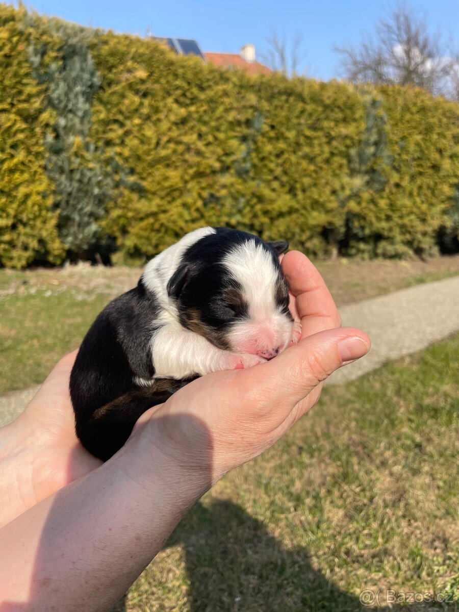 Štěňátko-Border colie Trikolor - 2