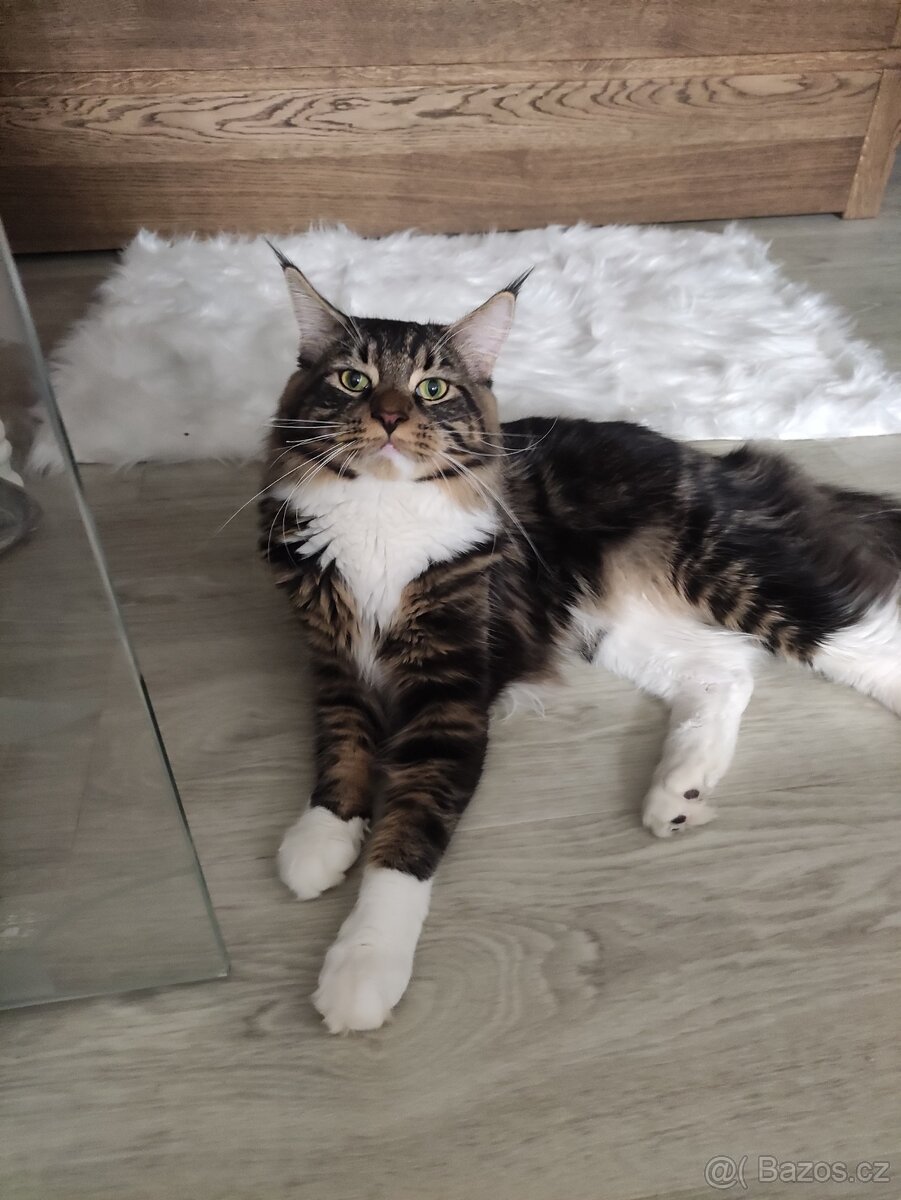 Mainská mývalí krytí - 2