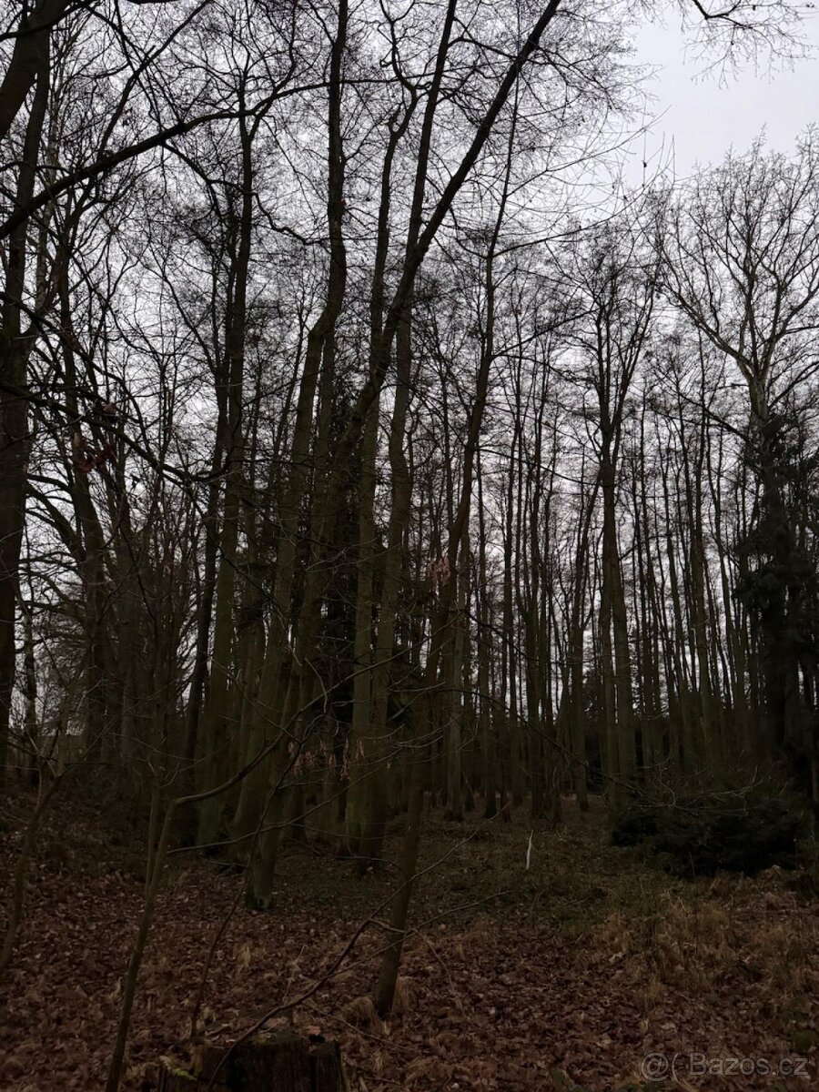 Prodej lesního pozemku v k.ú. Měcholupy u Předslavi - 2