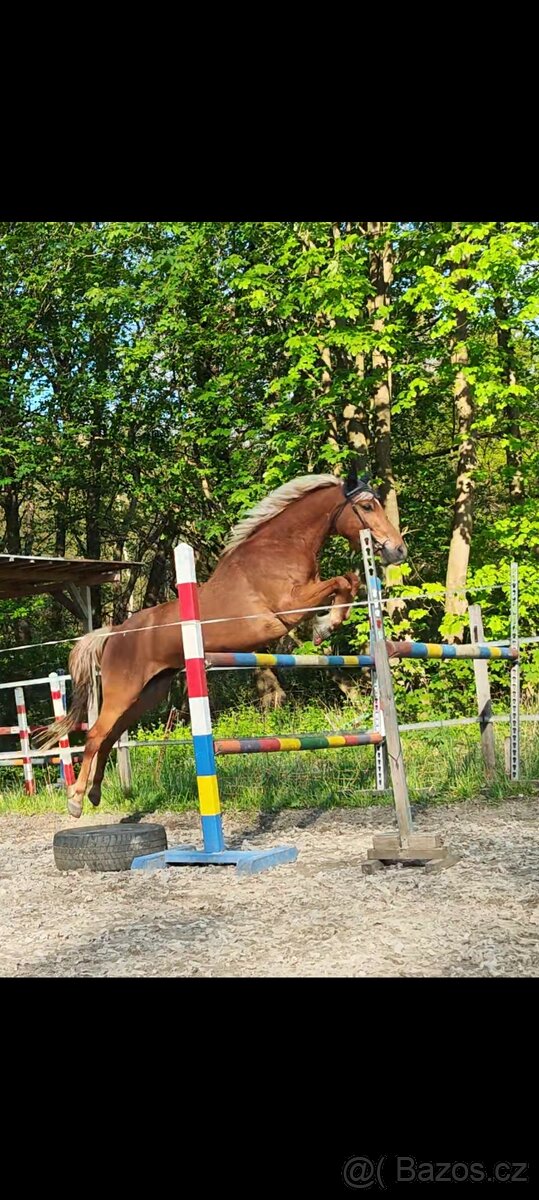 Školní pony do sportu - 2