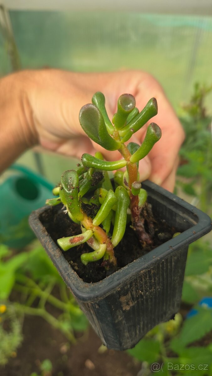 Crasulla ovata "gollum" - 2