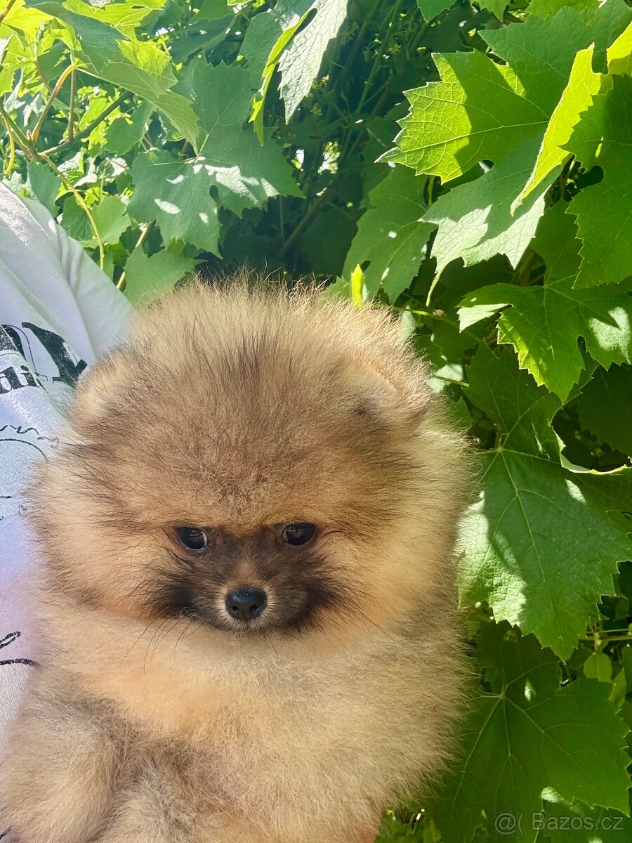 Pomeranian - 2