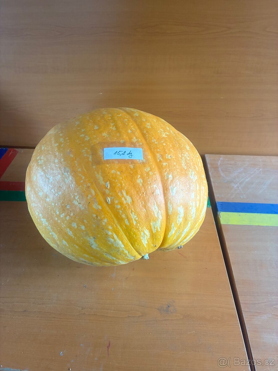 Dýňe - 2