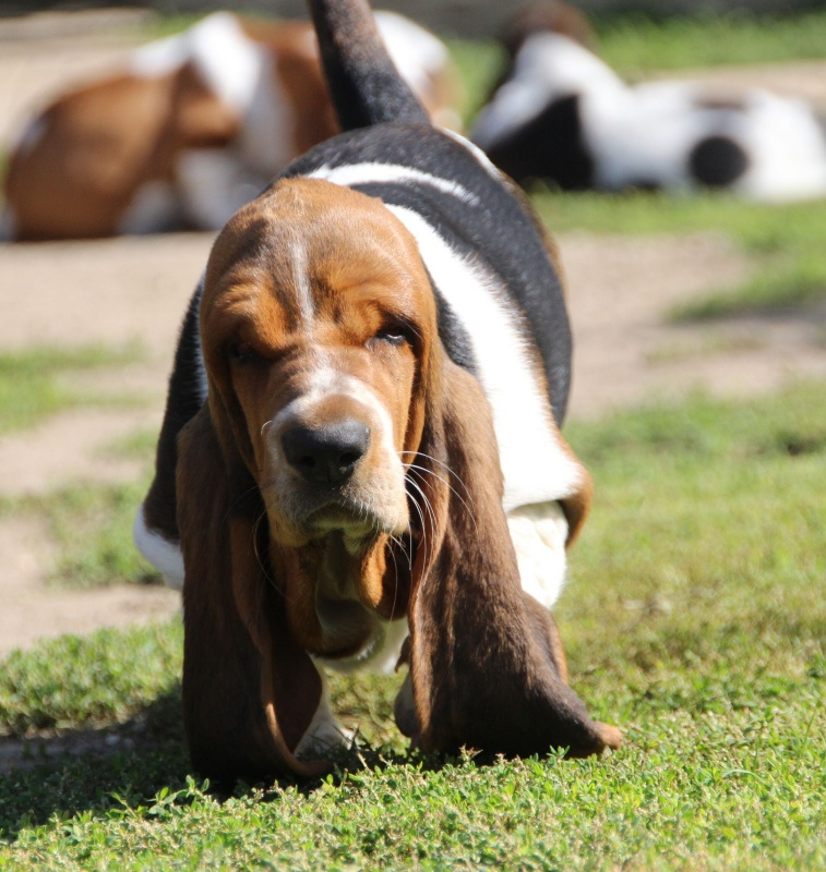 Basset hound - holčička Dulcibella s PP - 2