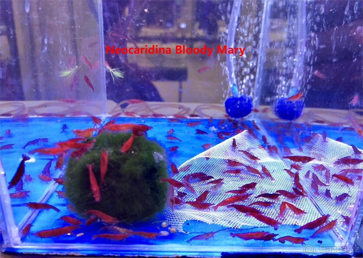 Krevetky Neocaridina, Endlerky - 2