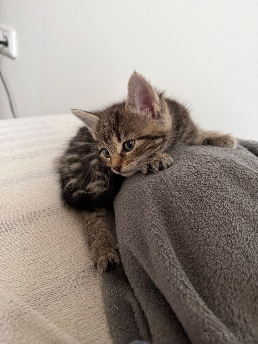 Daruji koťátka - 2