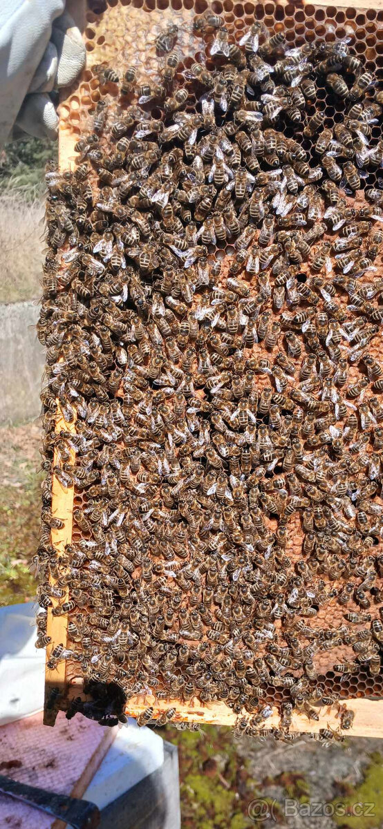 Včelí oddělky, vyzimovaná včelstva RM 39x24 -jižní Čechy (Pí - 2