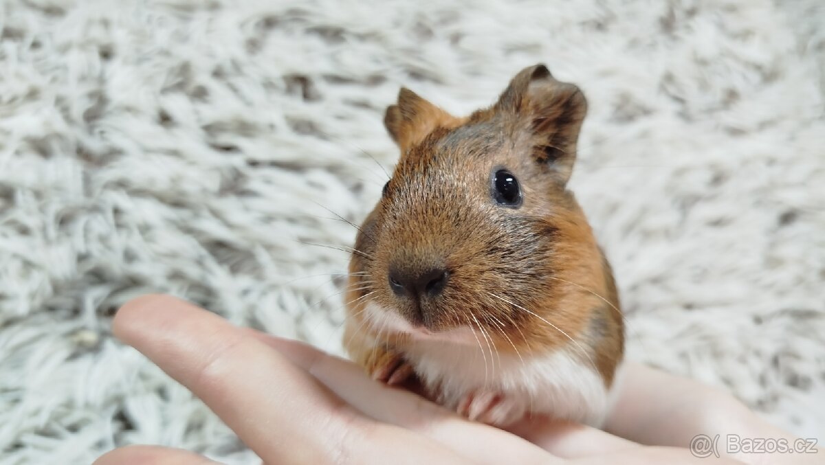 Morče, Morčata, Morčátko, Morčátka - JACOB A JAMES - 2