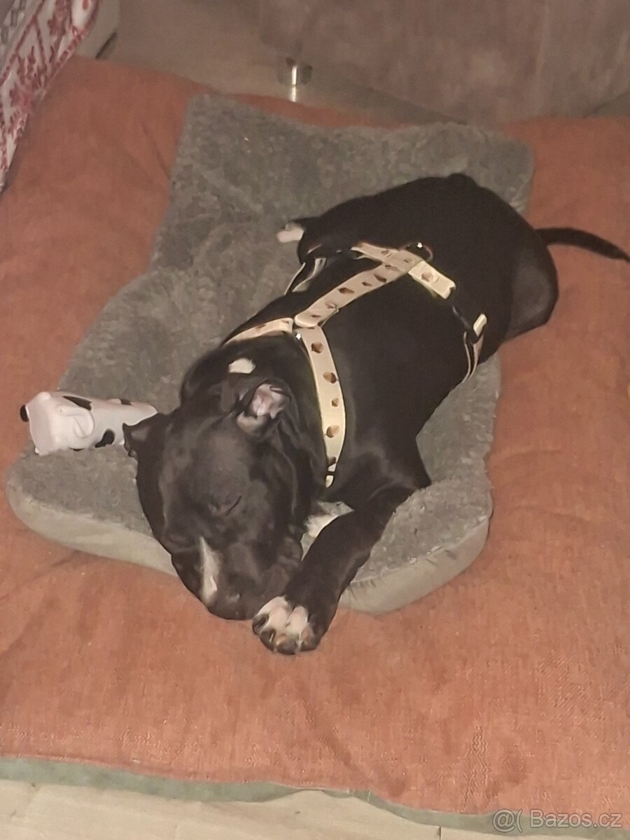 Staford štěně - 2