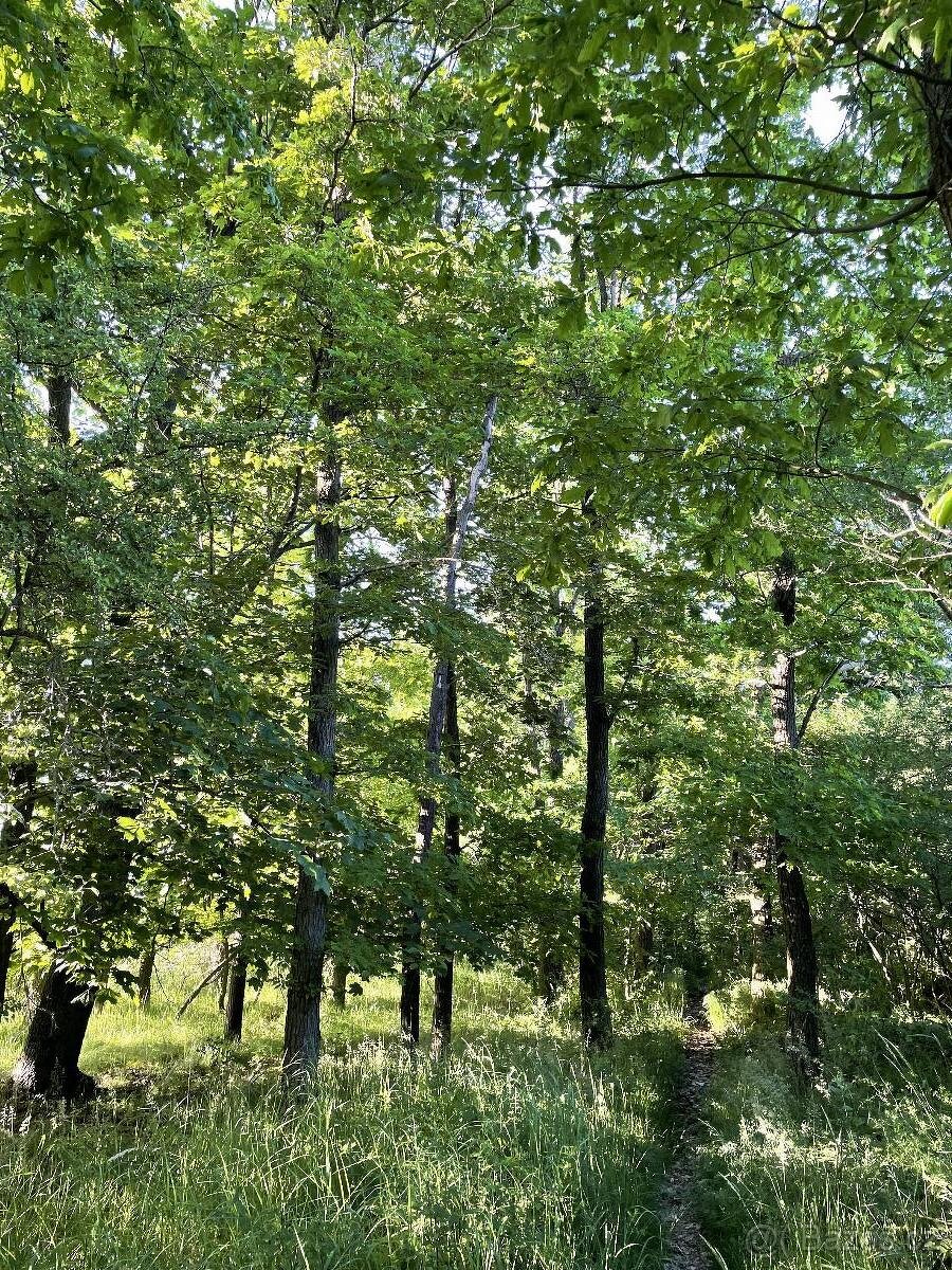 Prodám lesní pozemek v k.ú. Oplot - 2